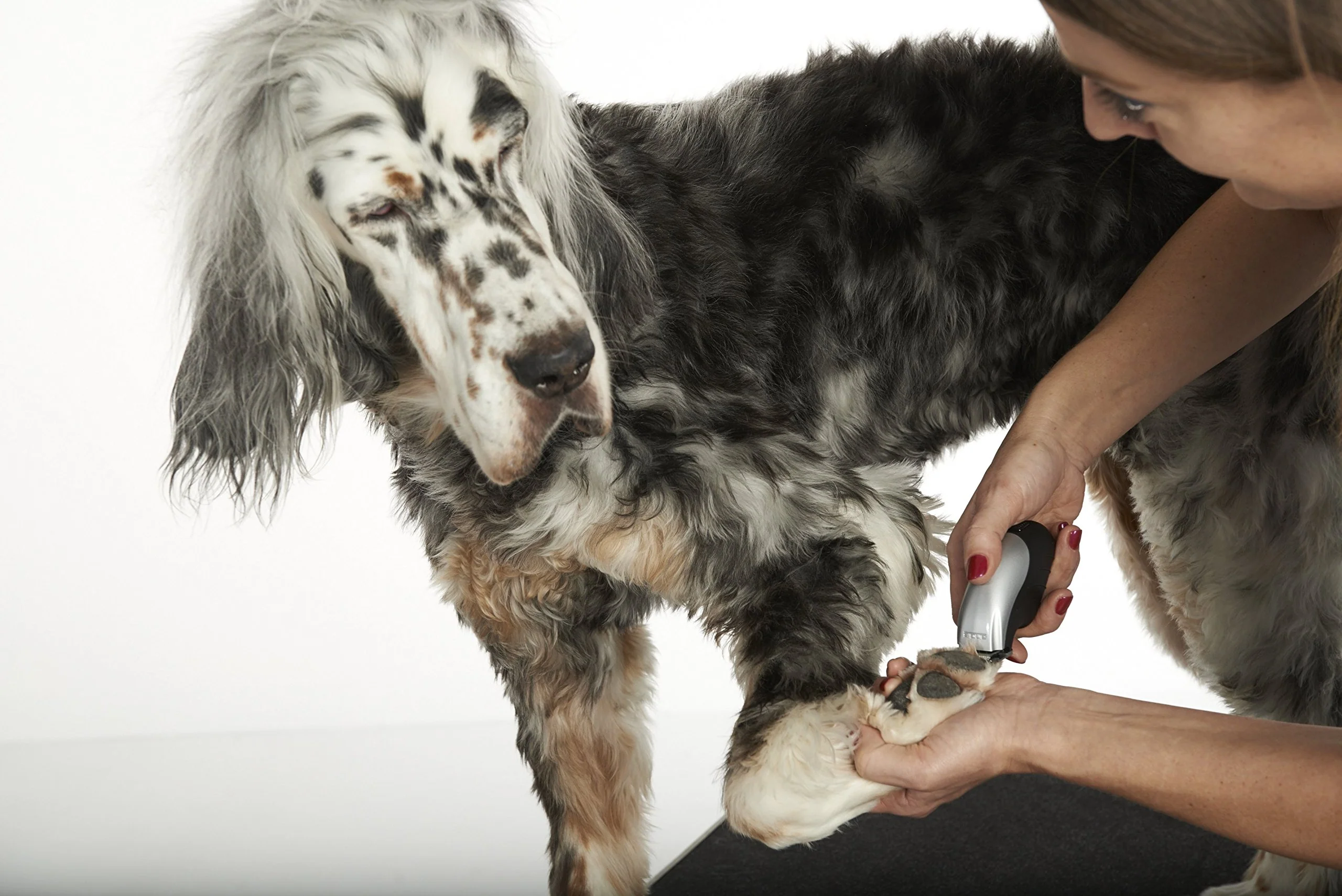 Andis 24865 Cordless Trim 'N Go 7-Piece Portable Trimmer - Animal/Dog Grooming, Silver - Image 4