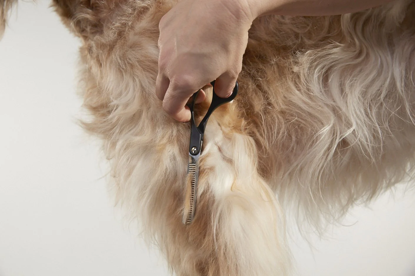 Andis Straight Shears, Right-Handed, Professional Dog and Cat Grooming - Image 4