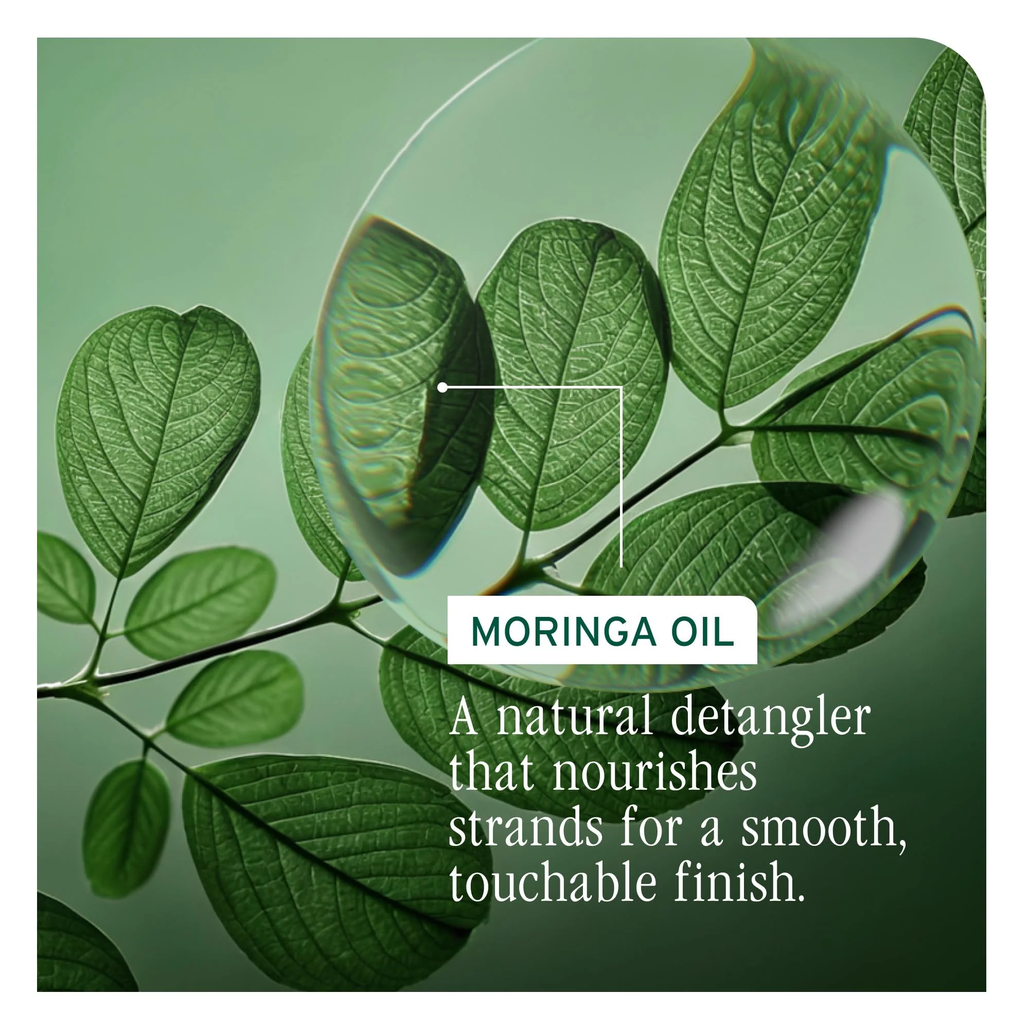 Biolage All-In-One Multi-Benefit Styling Oil - Detangles, Nourishes & Smoothes, For All Hair Types, With Moringa Oil, Vegan, 3.4 Fl Oz - Image 5