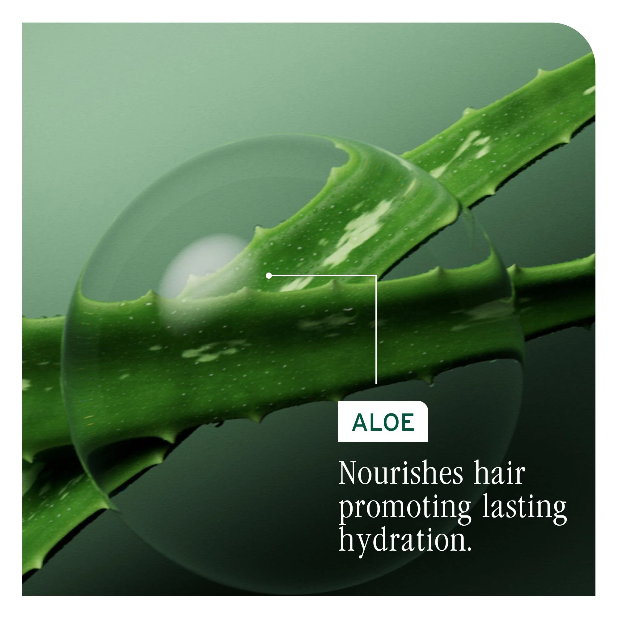 Biolage Hydra Source Conditioning Balm - Moisturizes, Detangles & Adds Softness, For Dry Hair, Infused with Fermented Aloe & Micro-Filtered Hyaluronic Acid, Vegan & Paraben-Free, 1.7 Fl Oz - Image 7
