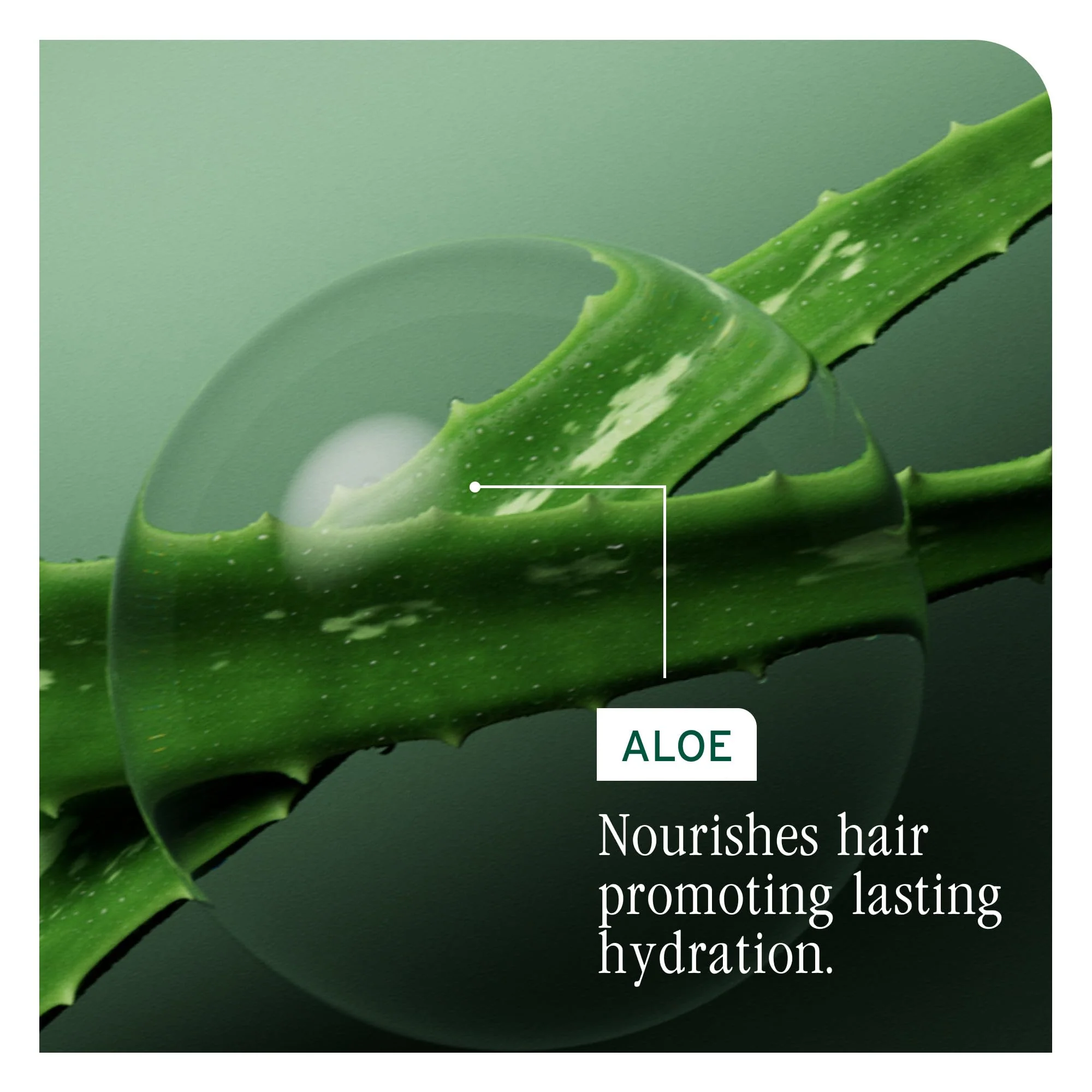 Biolage Hydra Source Daily Leave-In Tonic - Moisturizes & Detangles, Blowout Primer, Heat Protectant & Detangler, For Dry Hair, 13.5 Fl Oz - Image 8