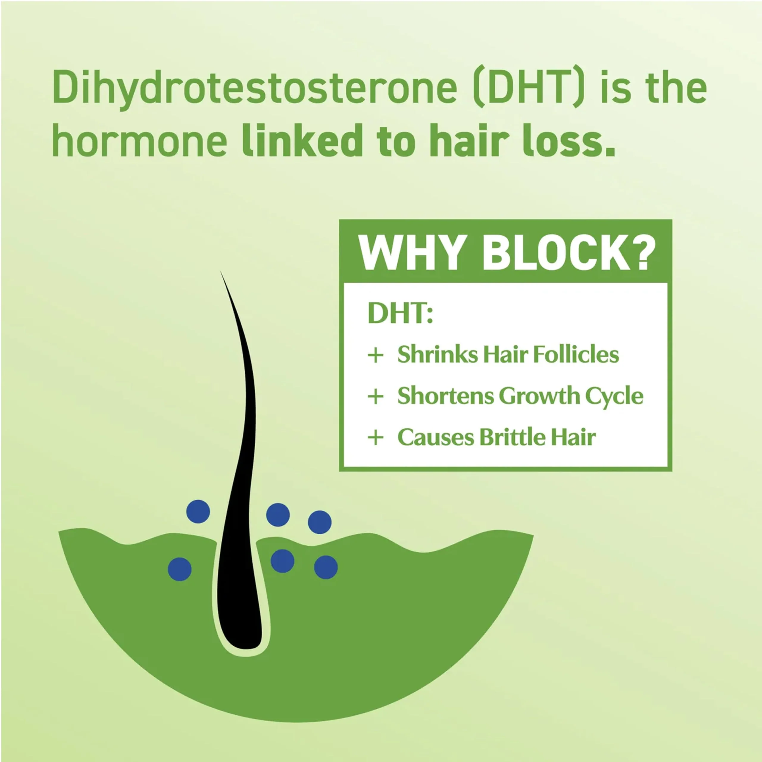 BosleyMD Men & Women DHT Blocking Hair Supplement, Thicker Fuller Hair with DHT·7 Blend, Saw Palmetto, Reishi Mushroom, Green Tea Extract, Nettle Leaf, Dandelion Root & Pygeum Bark, 60 Capsules - Image 6