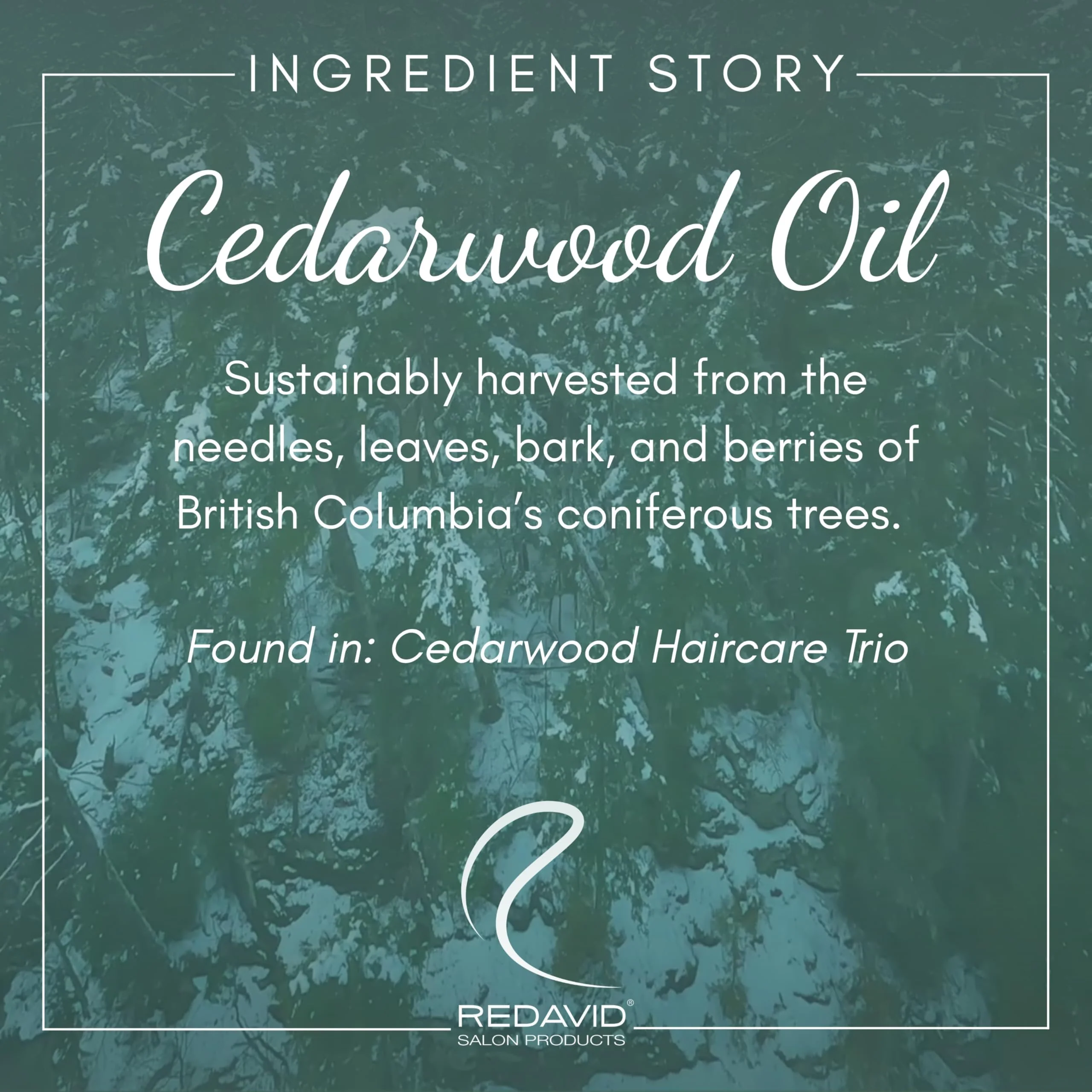Redavid Cedarwood Weightless Light Conditioner - with Hemp Seed and Orchid Oil, for Fine Hair - Clinically Strengthens, Cleanses Hair and Scalp - Color Safe - Paraben, Phthalate, Sulfate Free (1L) - Image 2