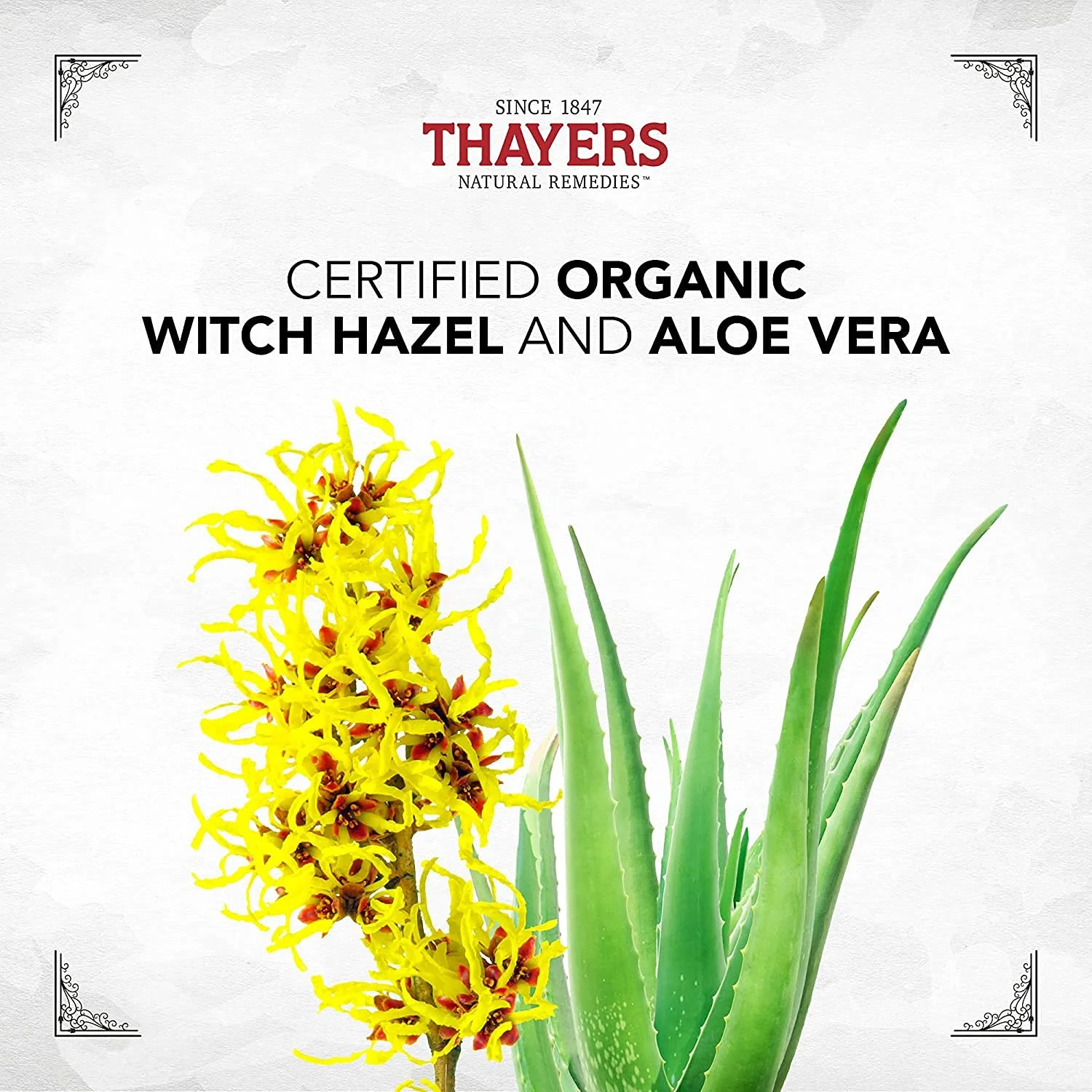Thayers Facial Toner, Witch Hazel with Aloe Vera, Rose Petal, 12 Fl Oz (Pack of 2) - Image 5