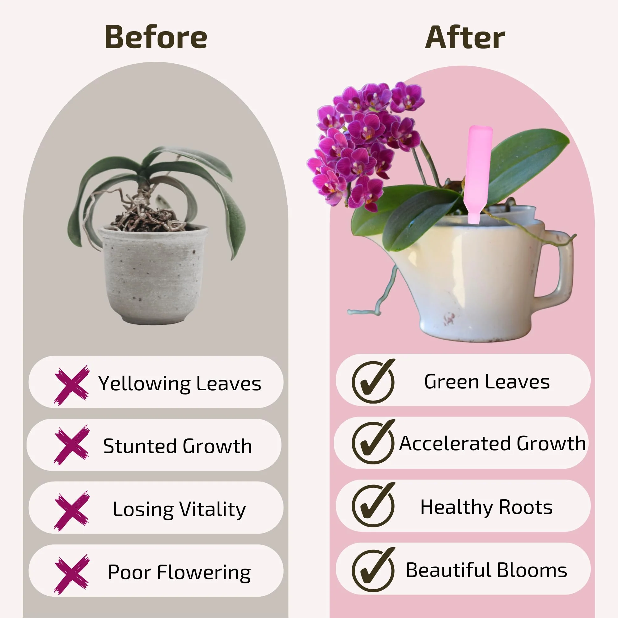 The Green Alcove Liquid Orchid Fertilizer Spikes | Ready-to-Use Orchid Food for Blooming, Fertilizer for Orchids (8 Drip Feeders) - Image 3
